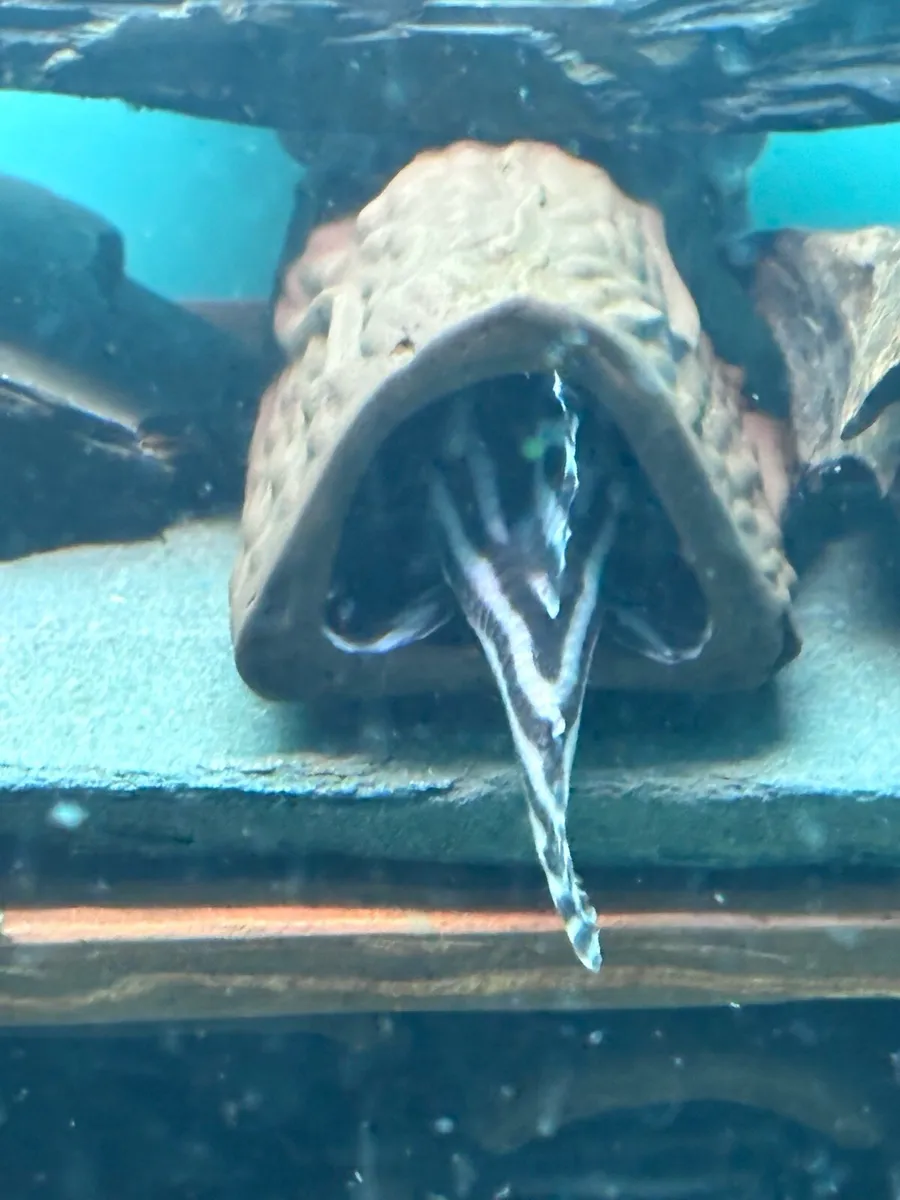 L046 Zebra plecos - Image 4