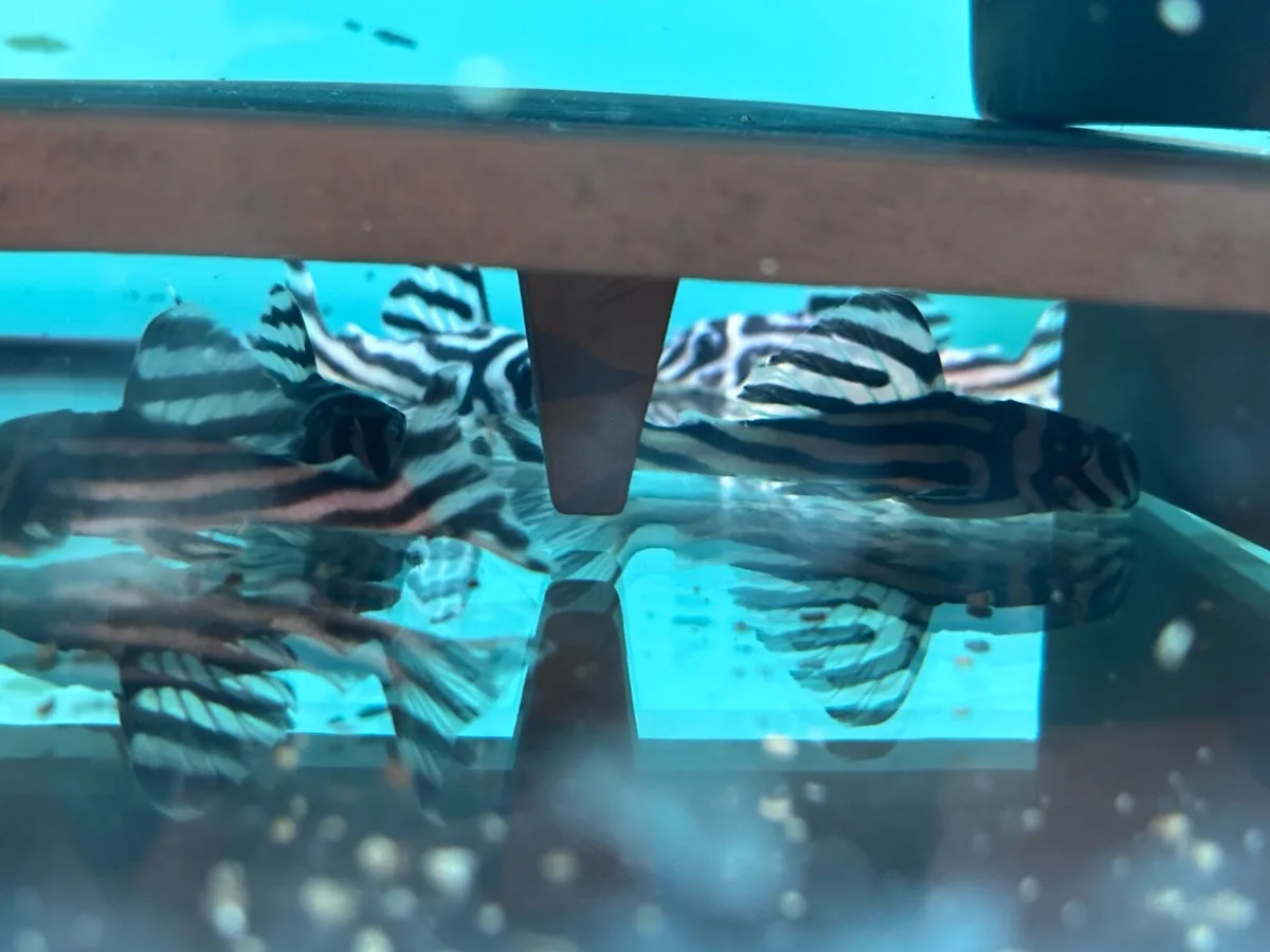 L046 Zebra plecos - Image 1