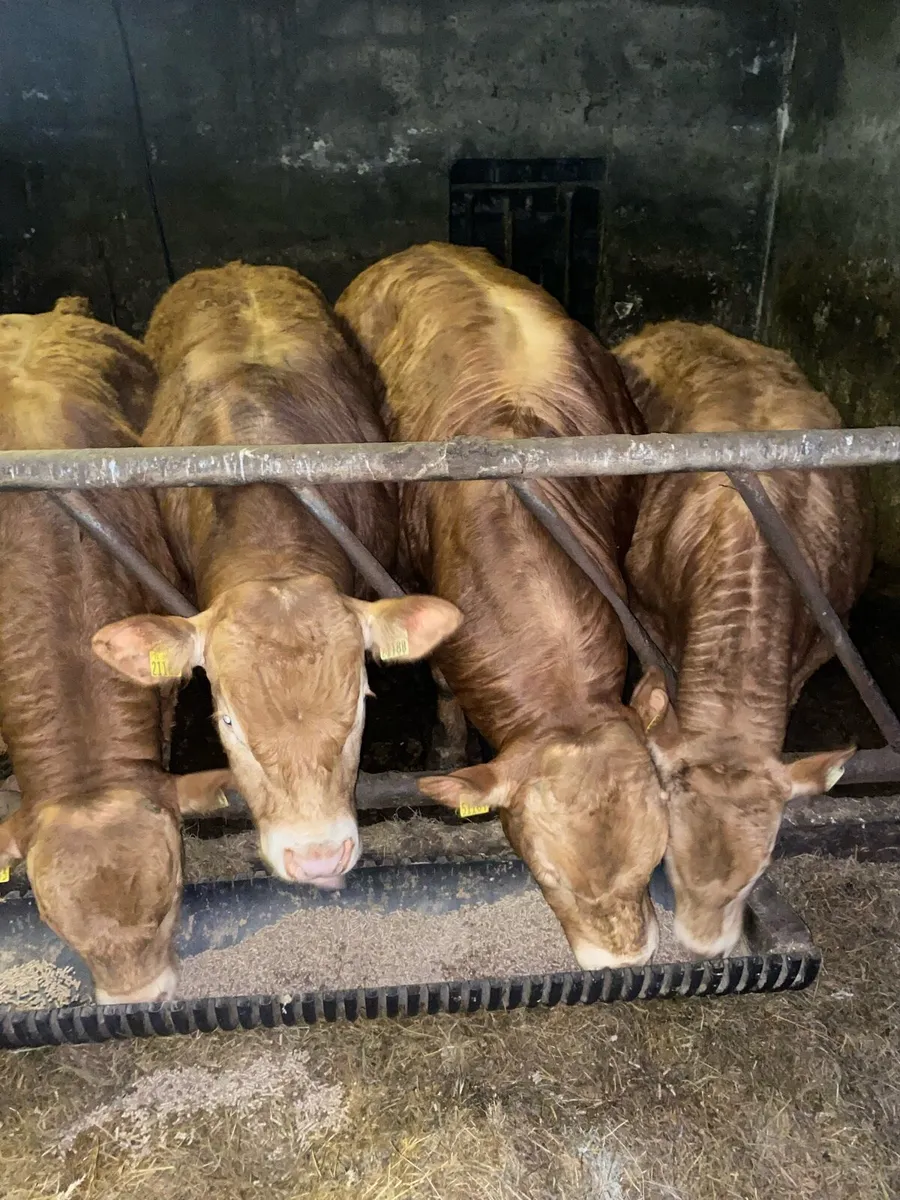 Purebred Limousin Bulls - Image 1