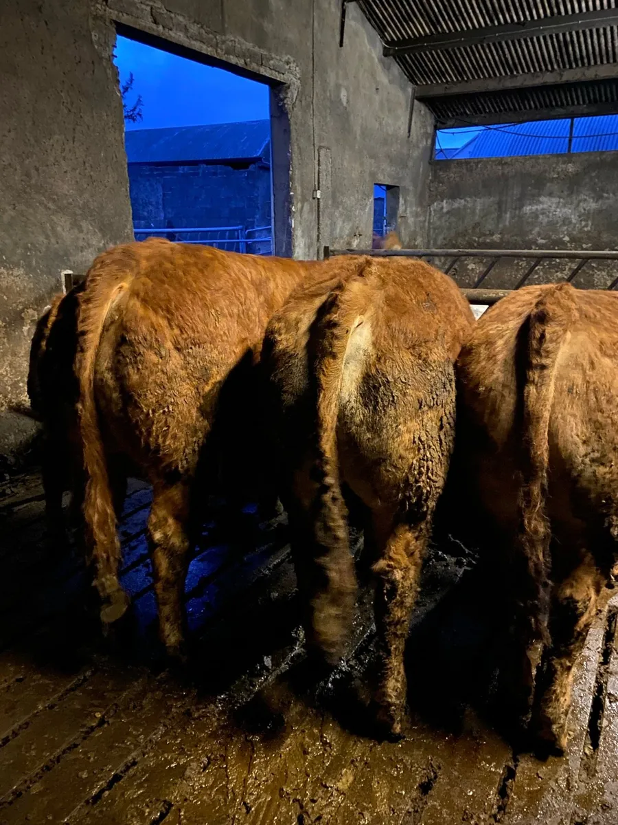 Purebred Limousin Bulls - Image 3