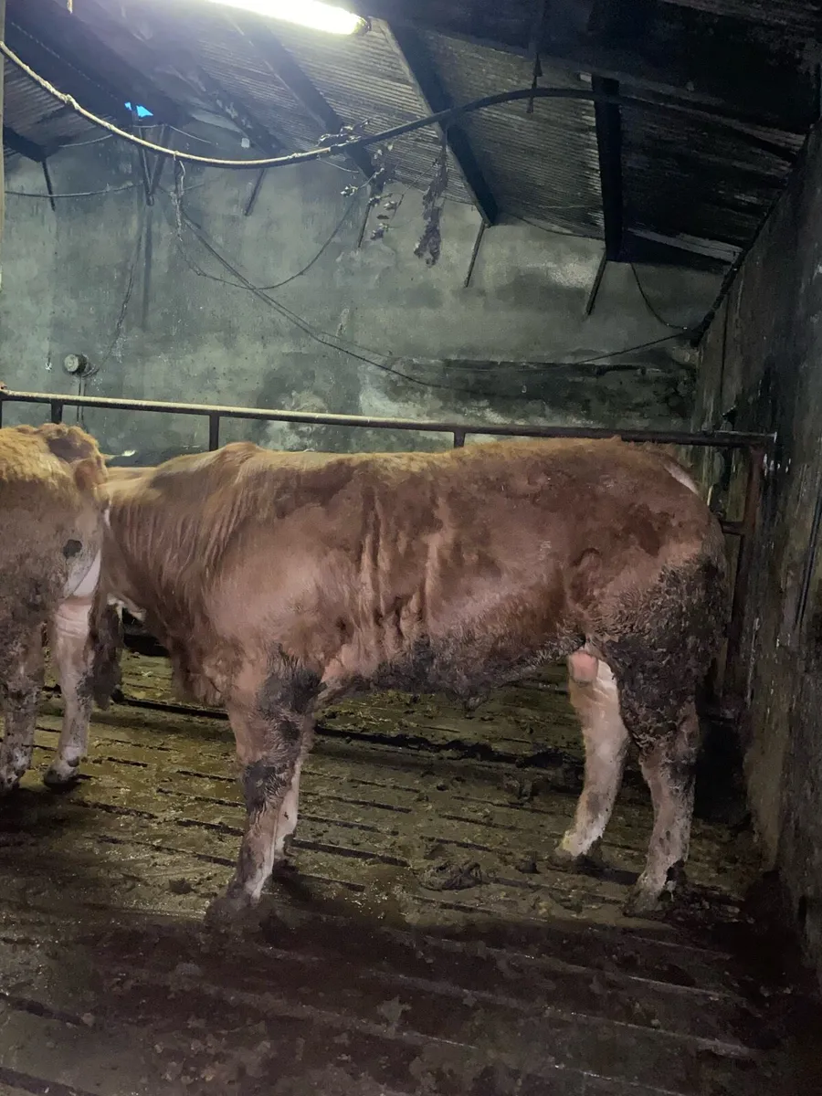 Purebred Limousin Bulls - Image 4