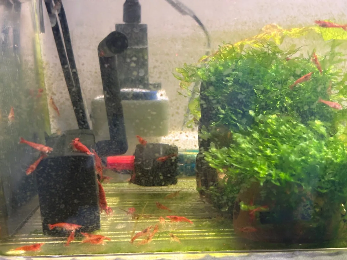 Shrimp, moss, and 2 guppy - Image 3