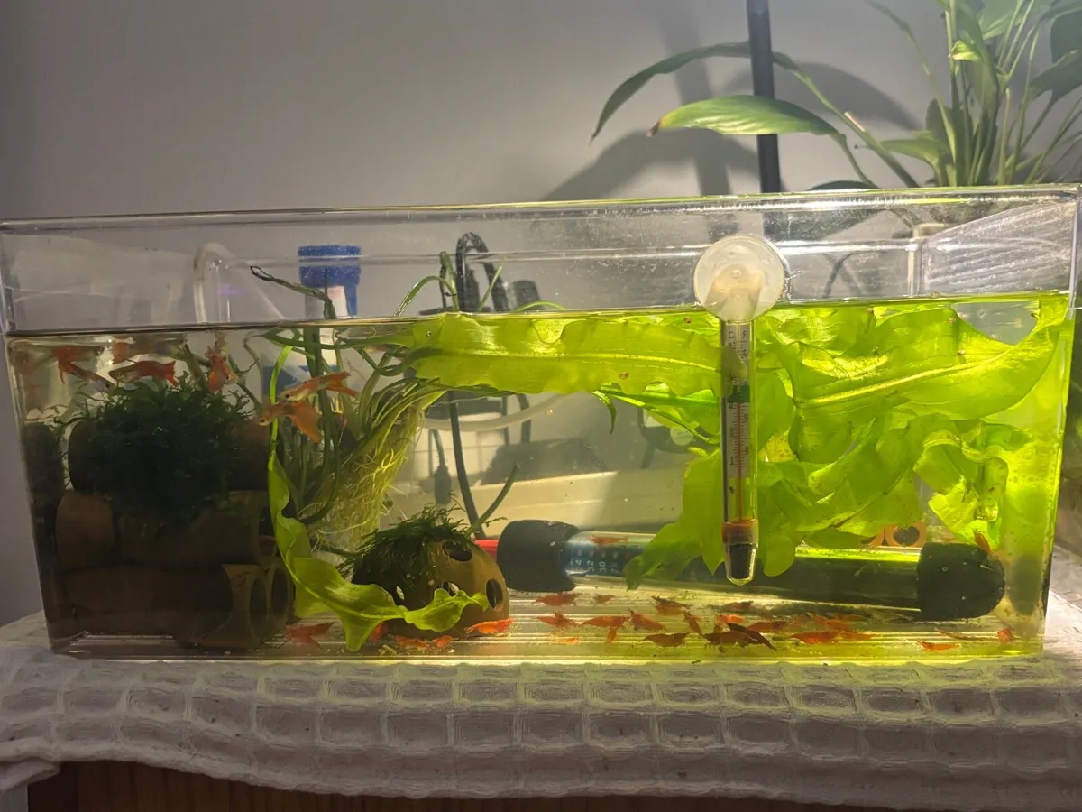 Shrimp, moss, and 2 guppy - Image 1