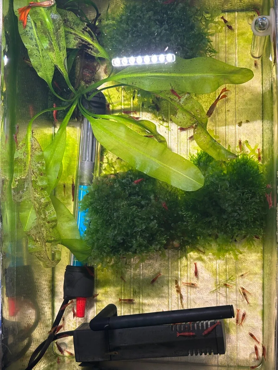 Shrimp, moss, and 2 guppy - Image 2