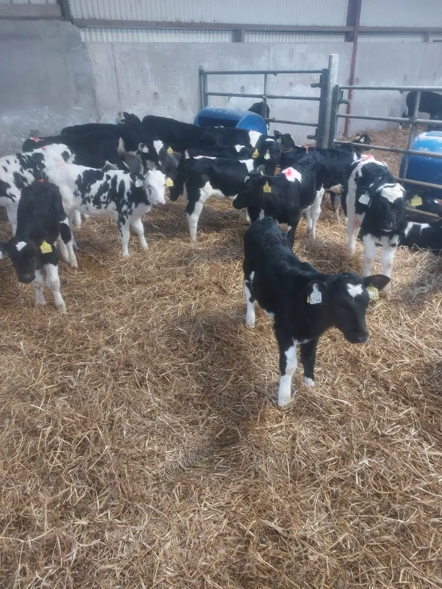 Freisian heifer calves
