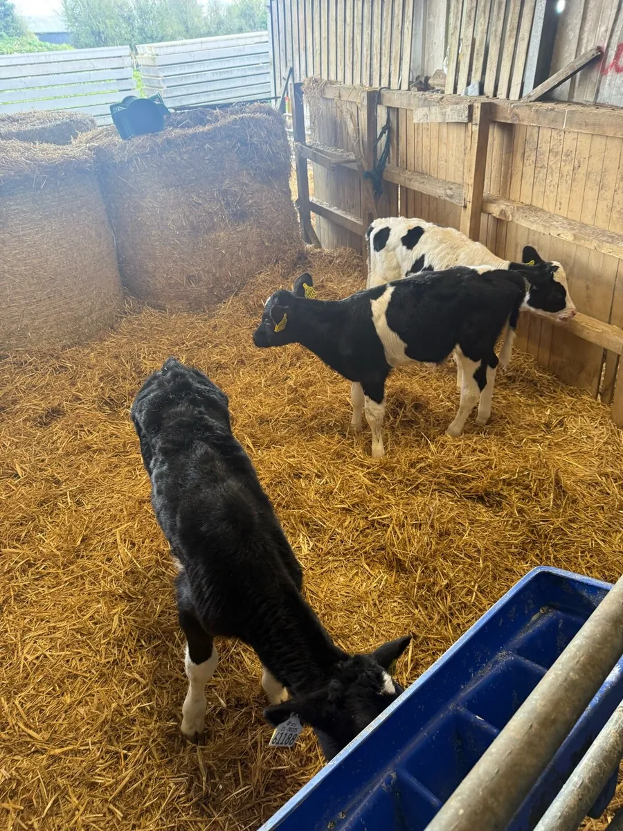 Friesian bulls  Hereford calves - Image 2