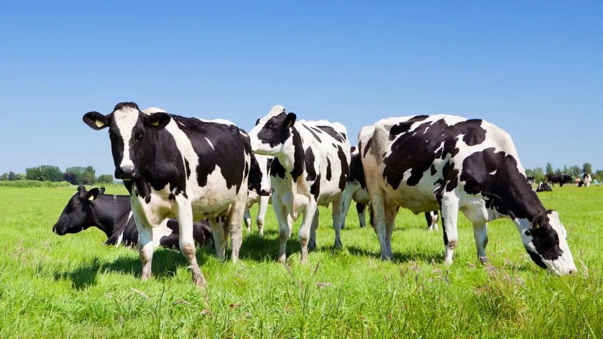 Relief milker available