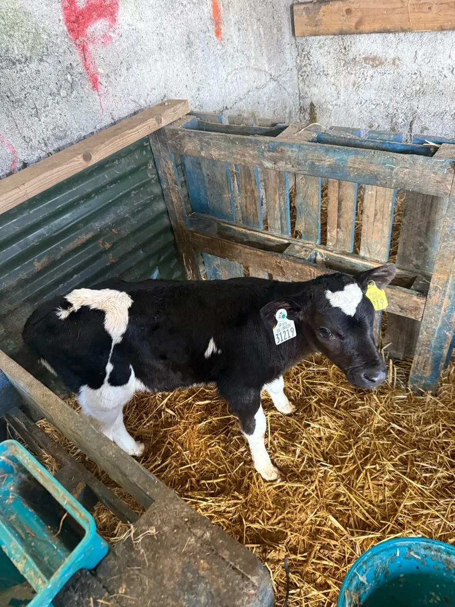 Friesian bulls  Hereford calves - Image 1