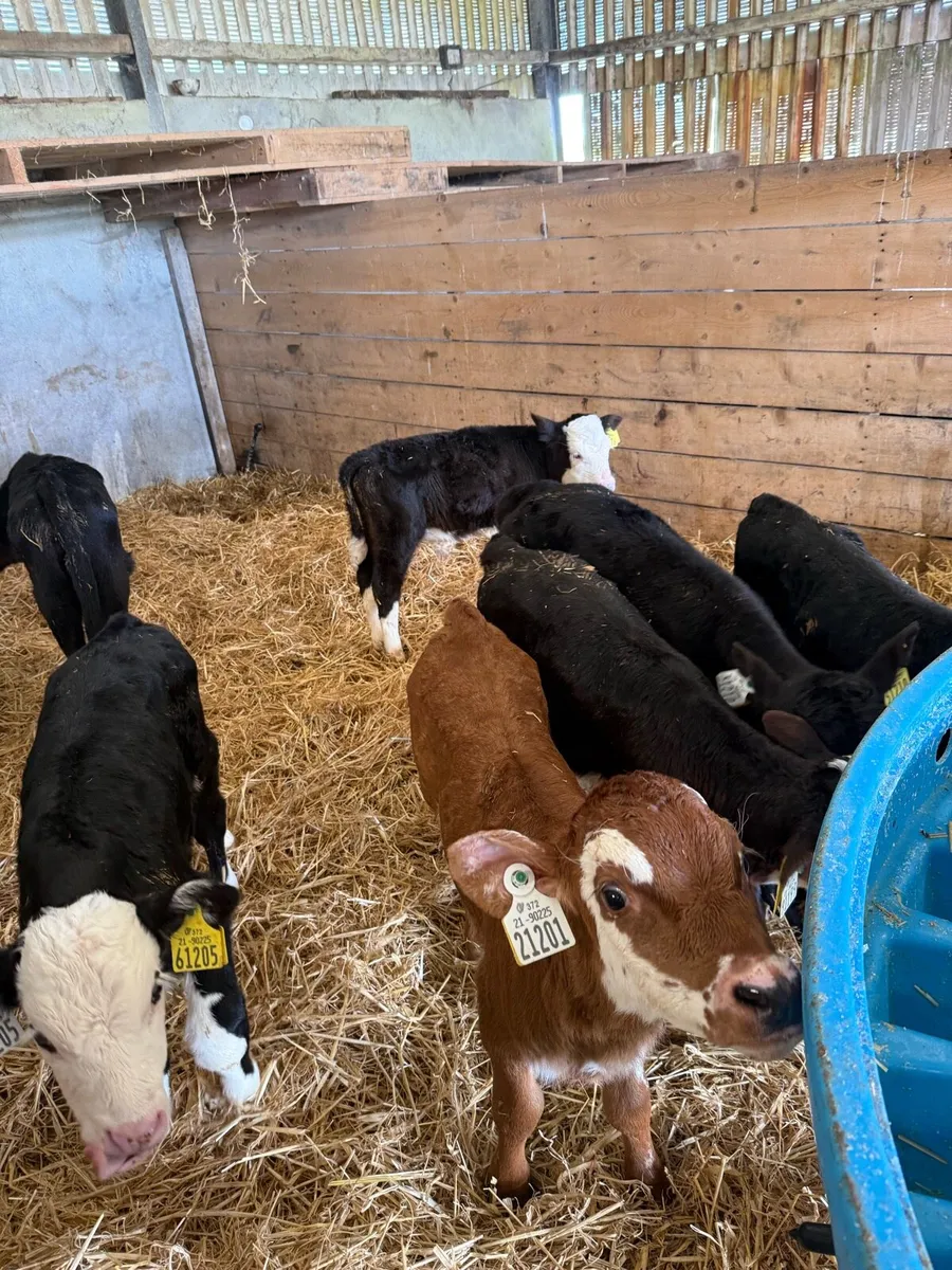 Friesian bulls  Hereford calves - Image 3