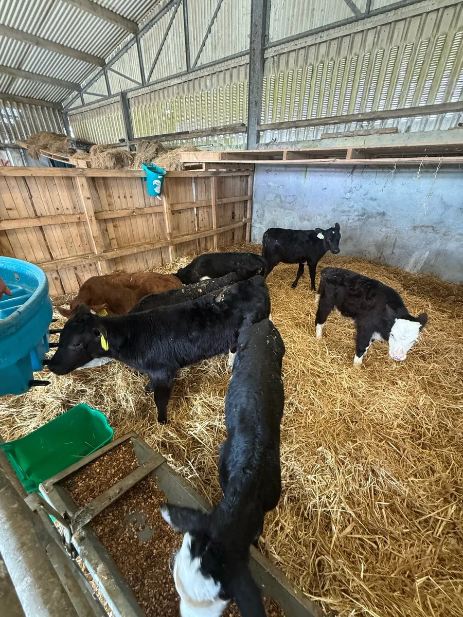 Friesian bulls  Hereford calves - Image 4