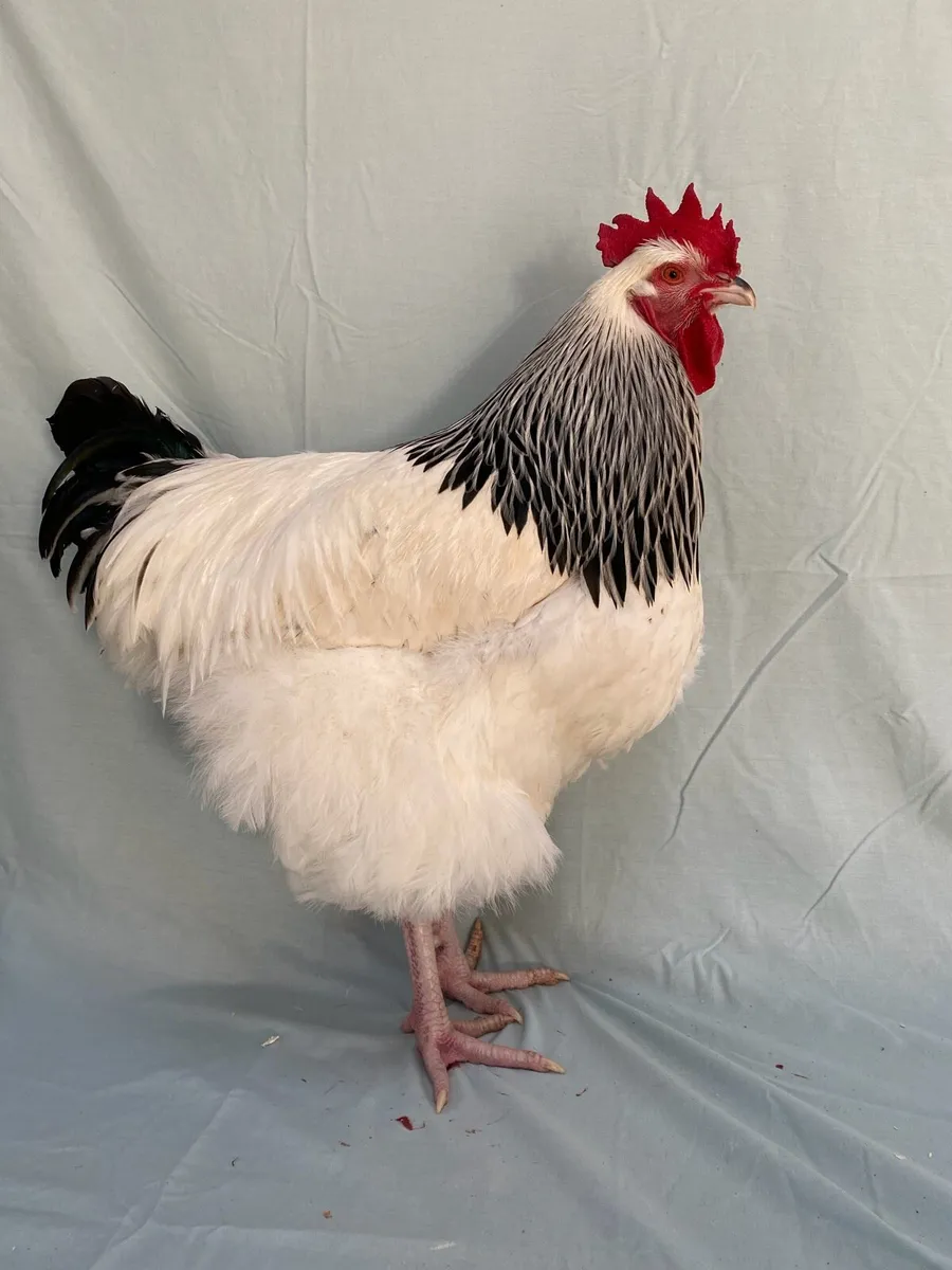 Top Quality Show Poultry - Image 4