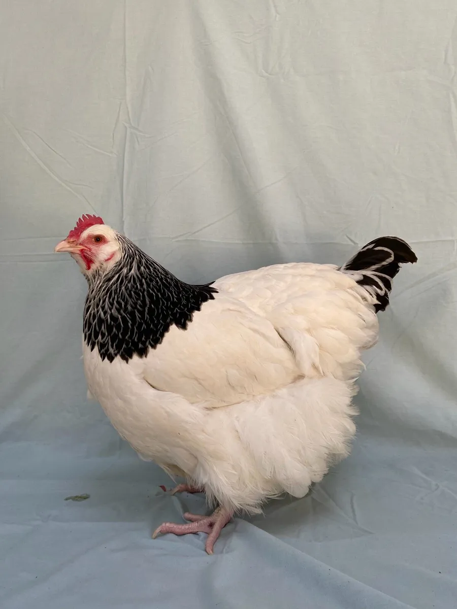 Top Quality Show Poultry - Image 2