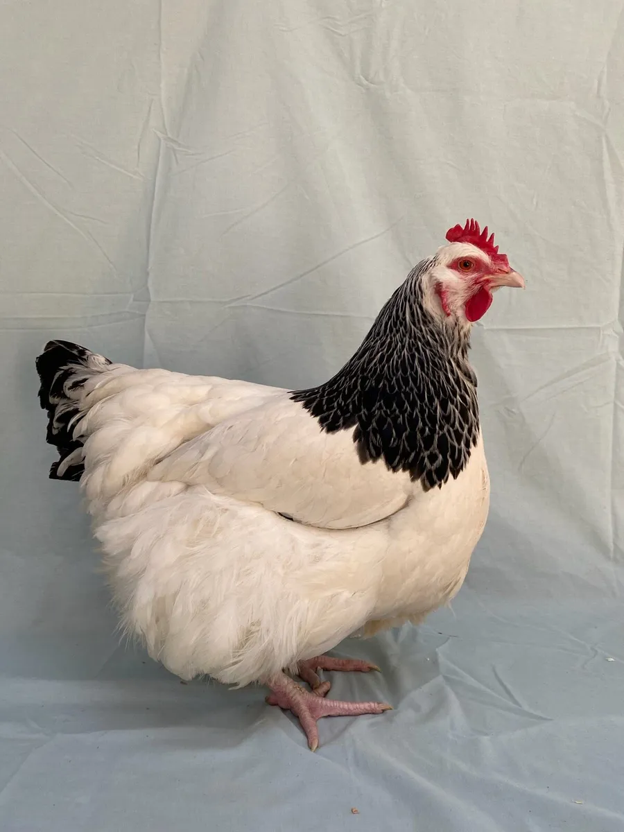 Top Quality Show Poultry - Image 1