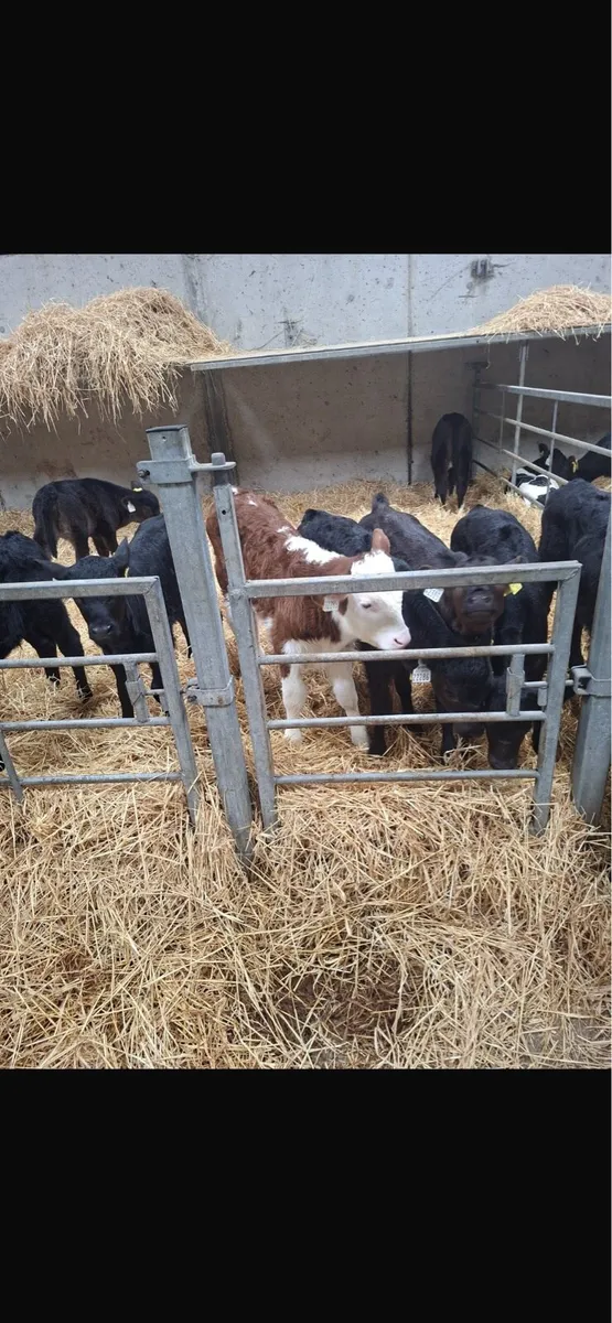 Calves - Image 4
