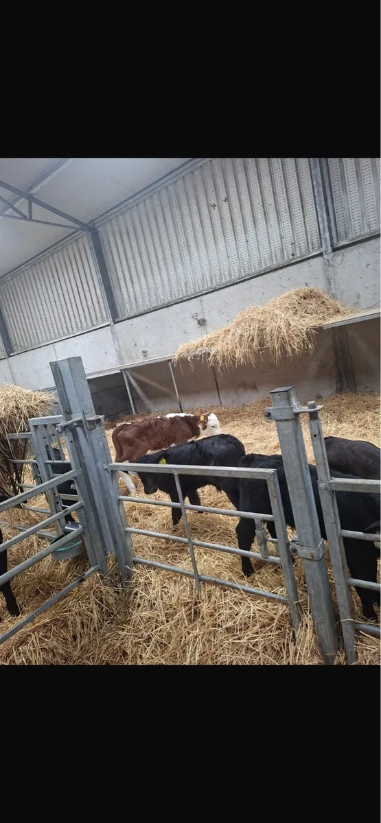 Calves - Image 2