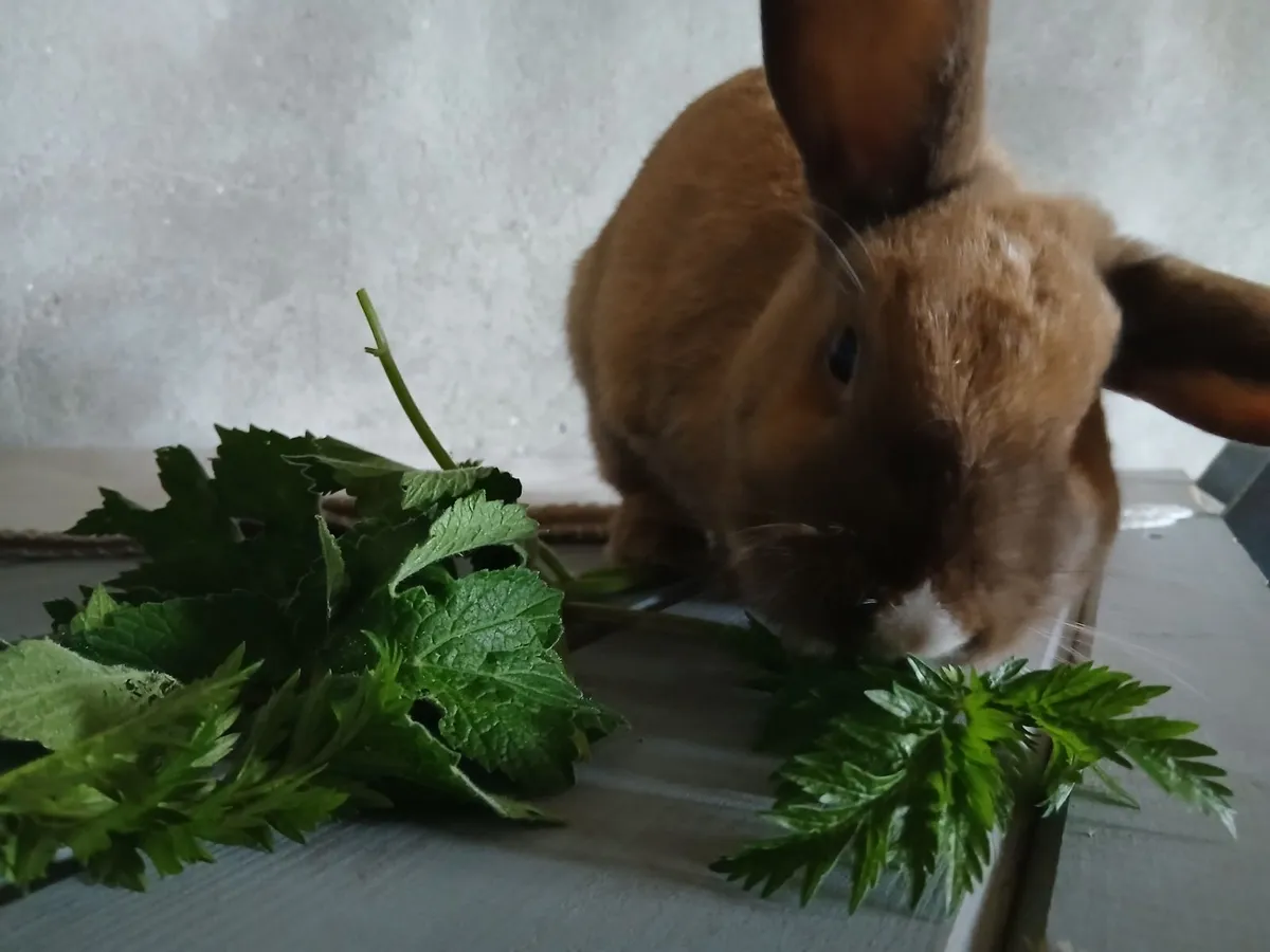 Dwarf Rabbit (female) - Image 2