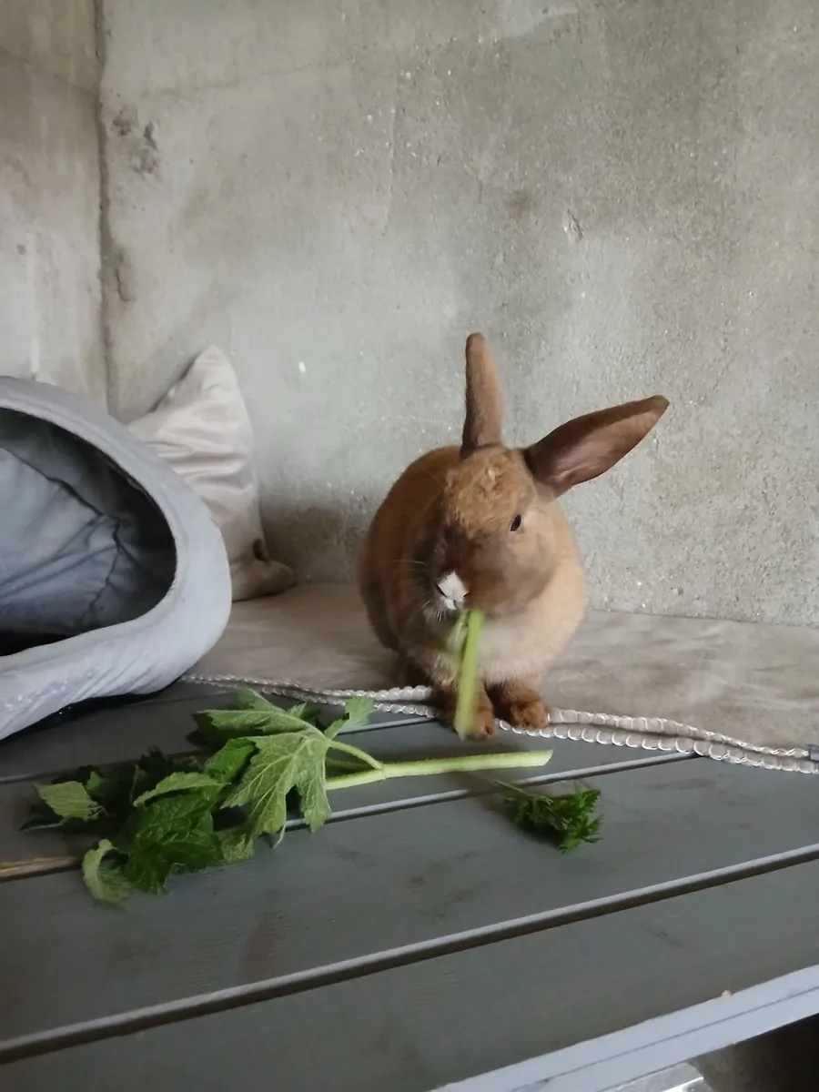 Dwarf Rabbit (female) - Image 3