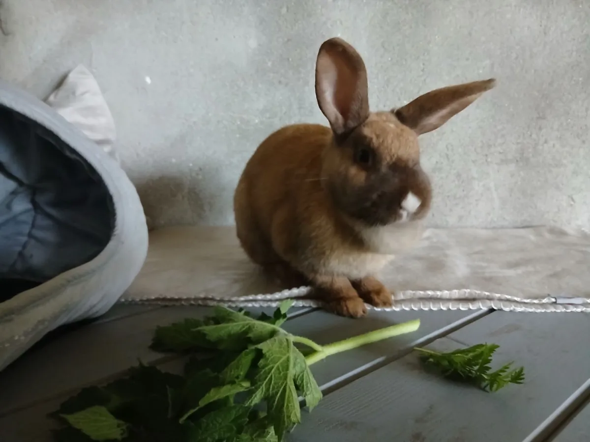 Dwarf Rabbit (female) - Image 1