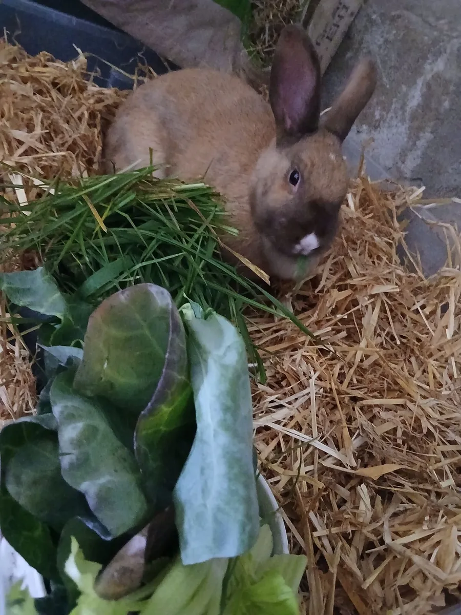 Dwarf Rabbit (female) - Image 4