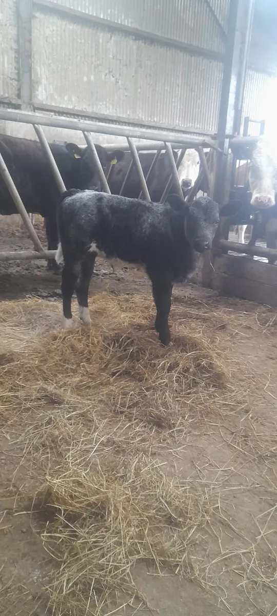 Cow and calf - Image 1