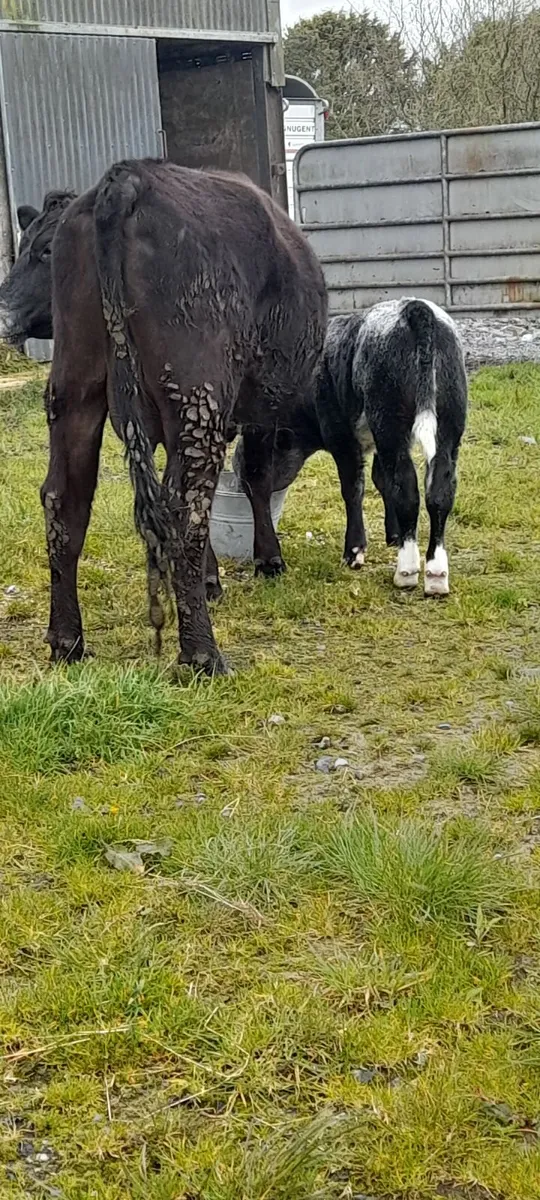 Cow and calf - Image 2