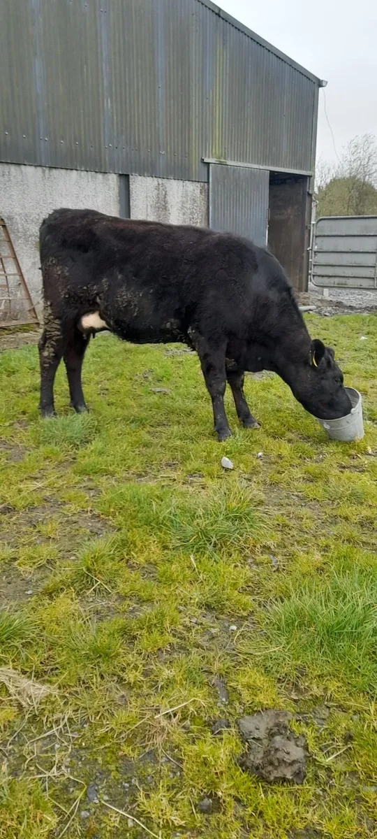 Cow and calf - Image 4