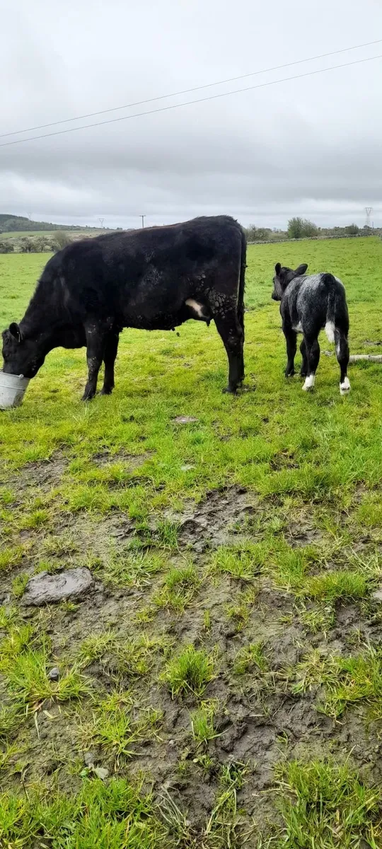 Cow and calf - Image 3