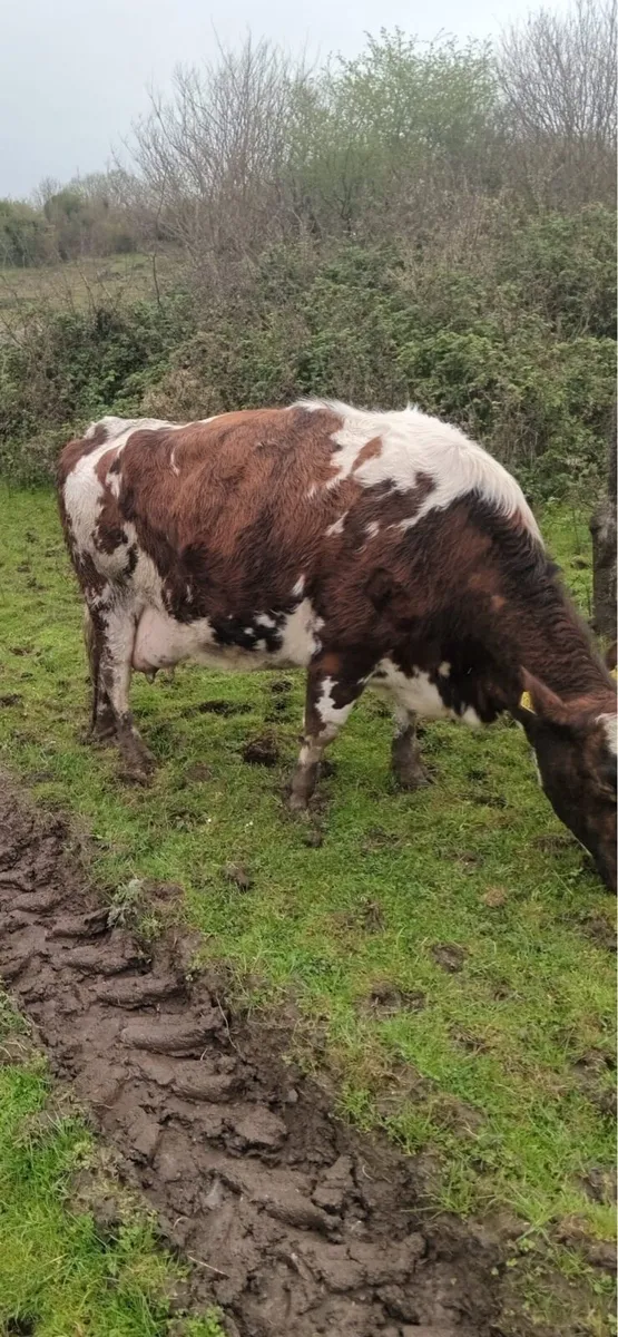 Foster cow for sale