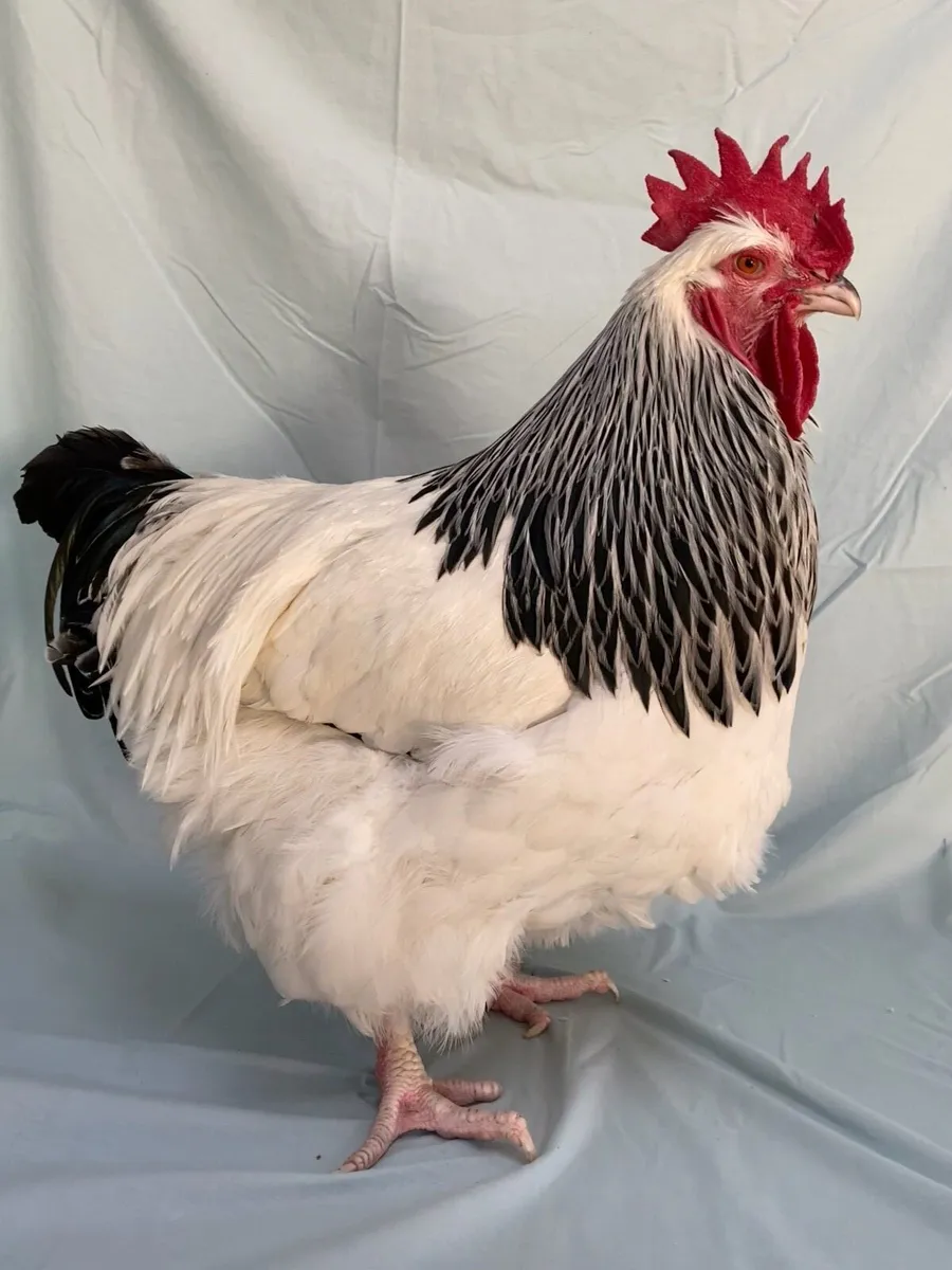 Top Quality Show Poultry - Image 3