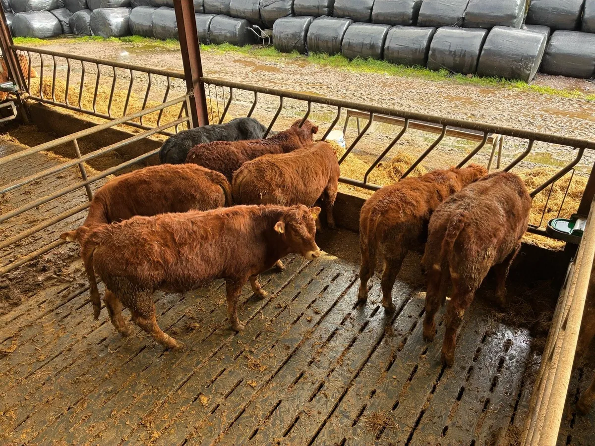 Organic bullocks - Image 1