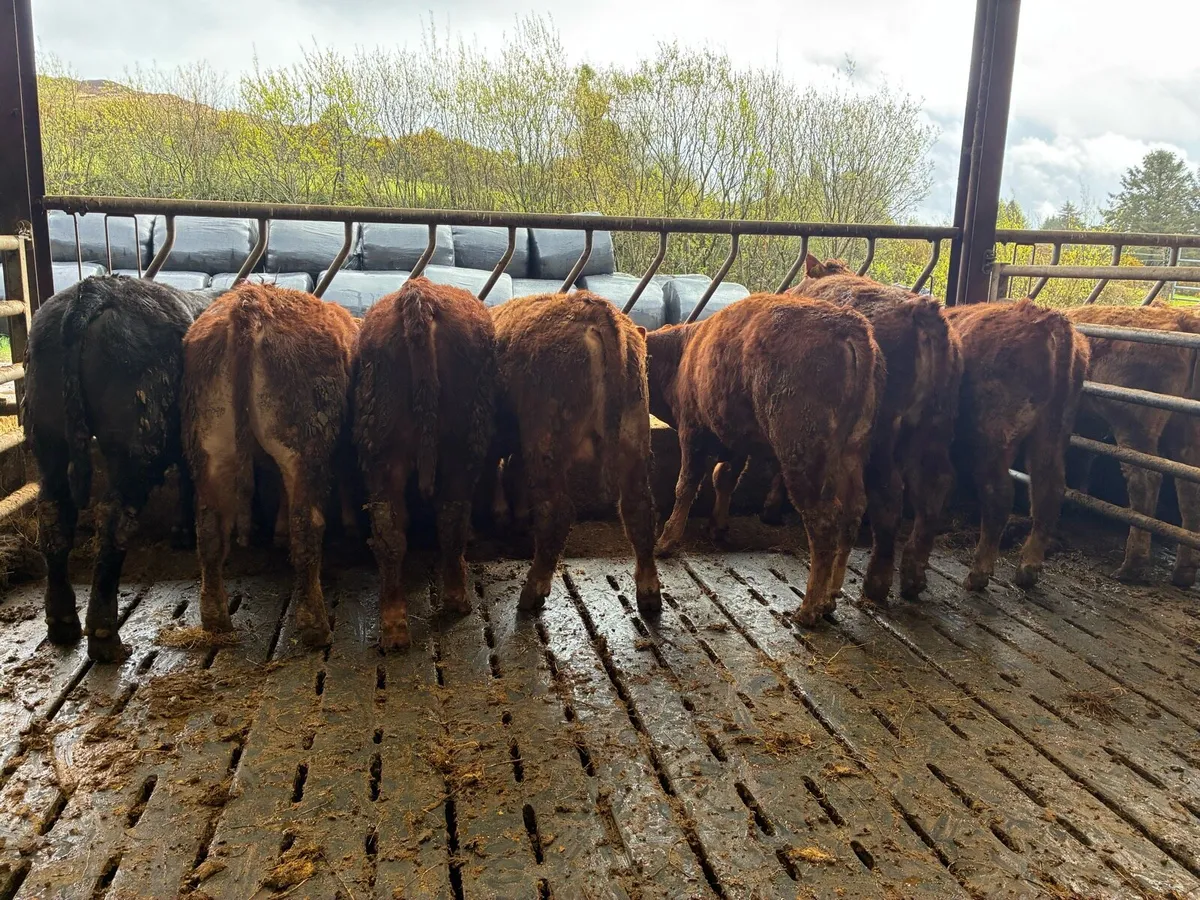 Organic bullocks - Image 2