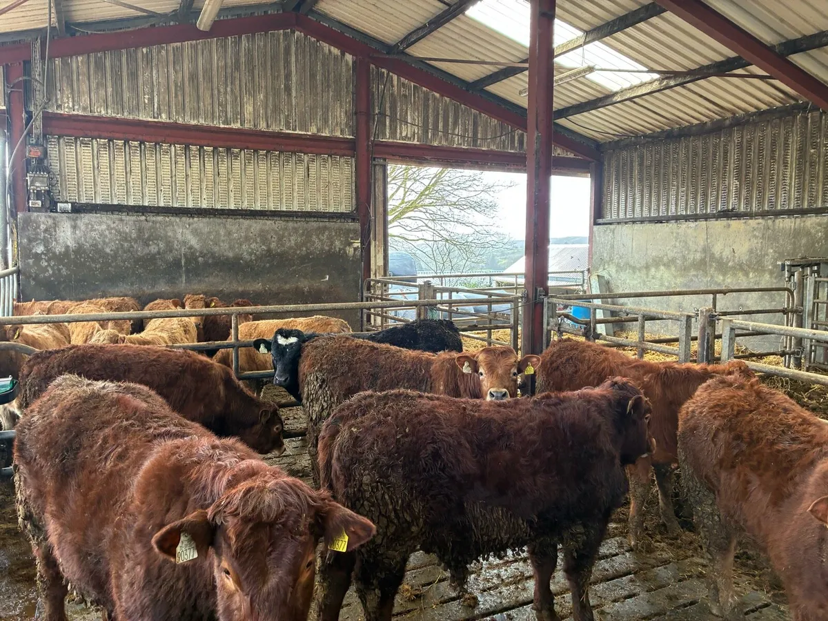 Organic bullocks - Image 4