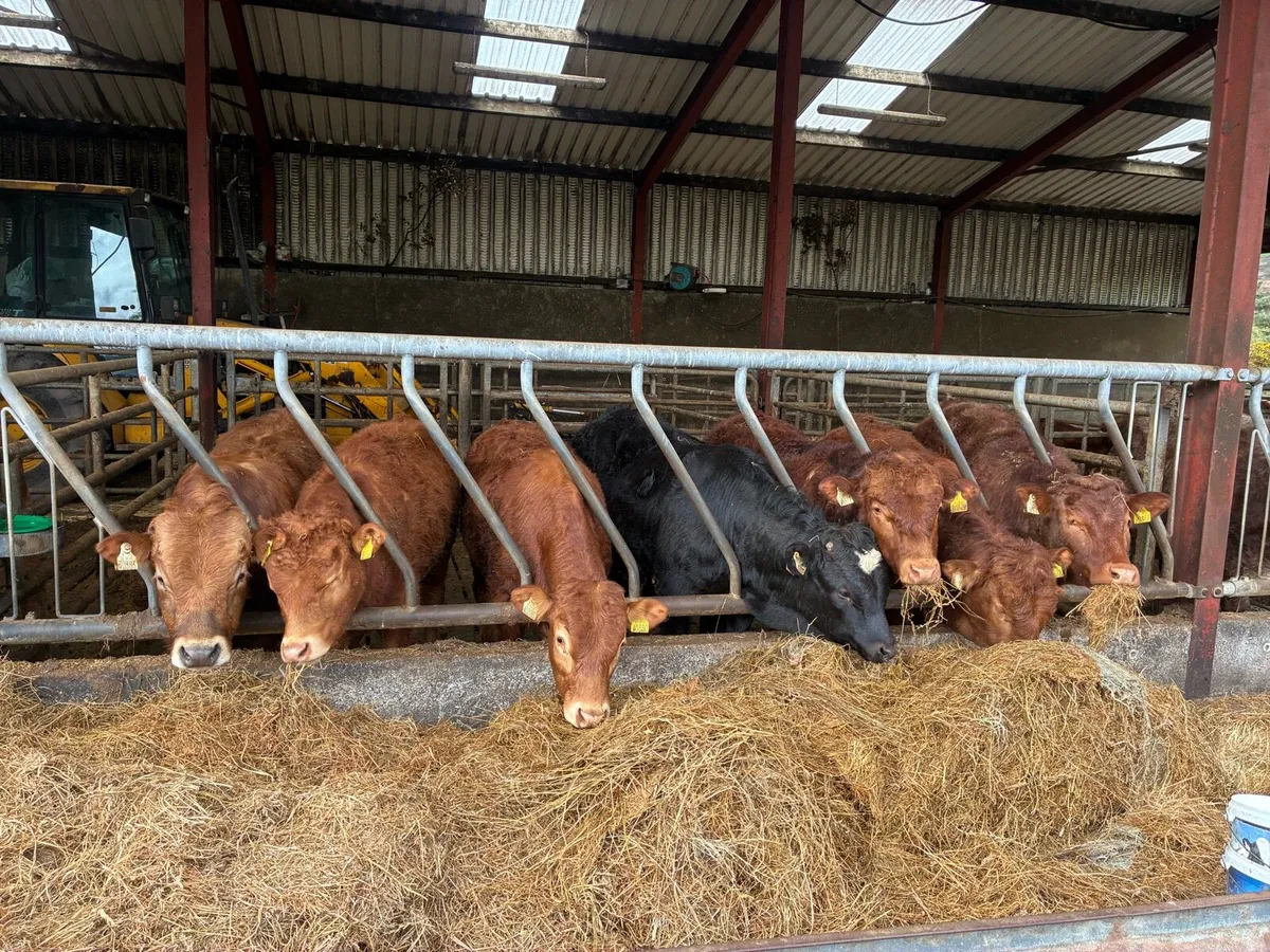 Organic bullocks - Image 3