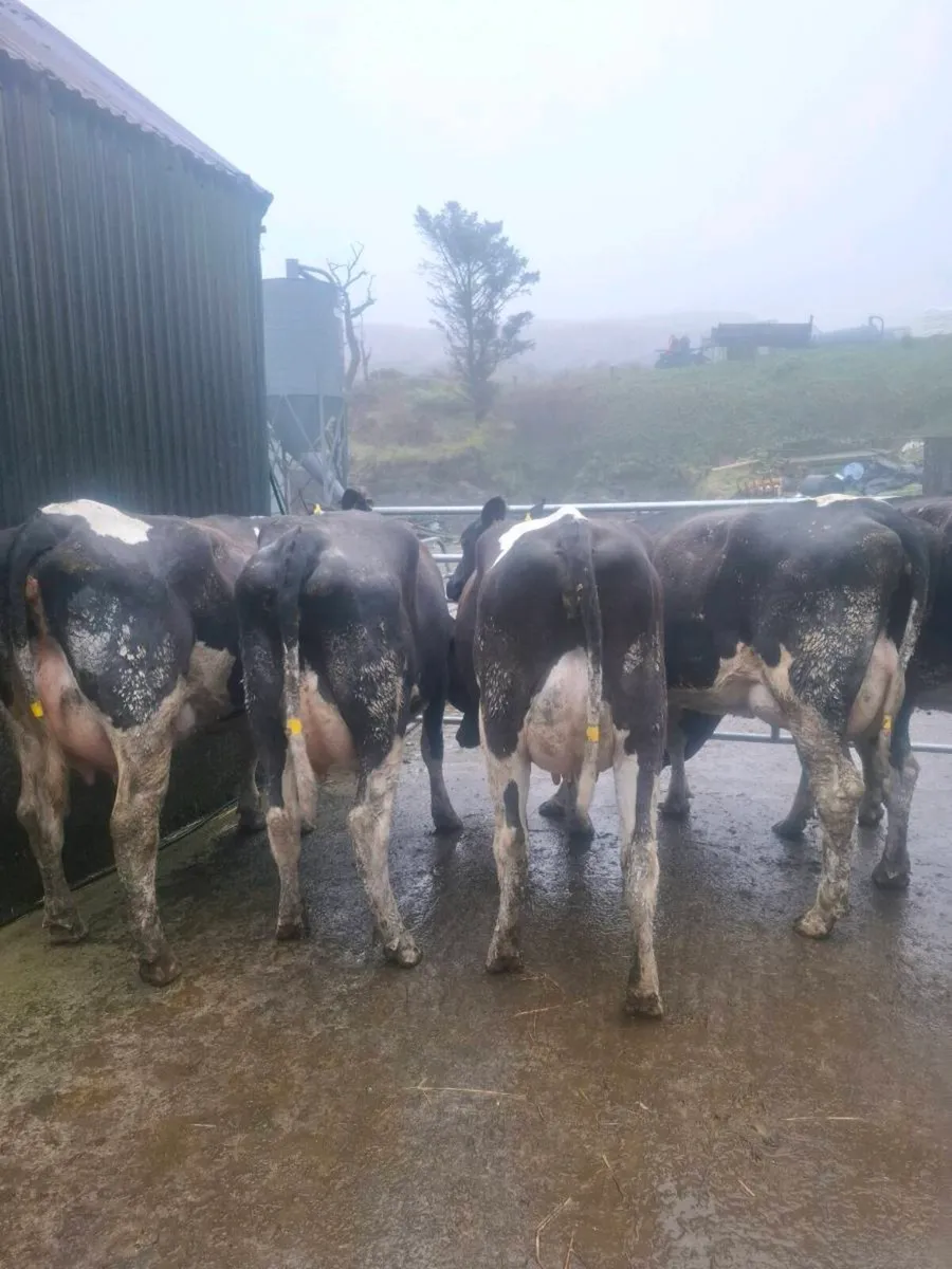 Calved Heifers - Image 1