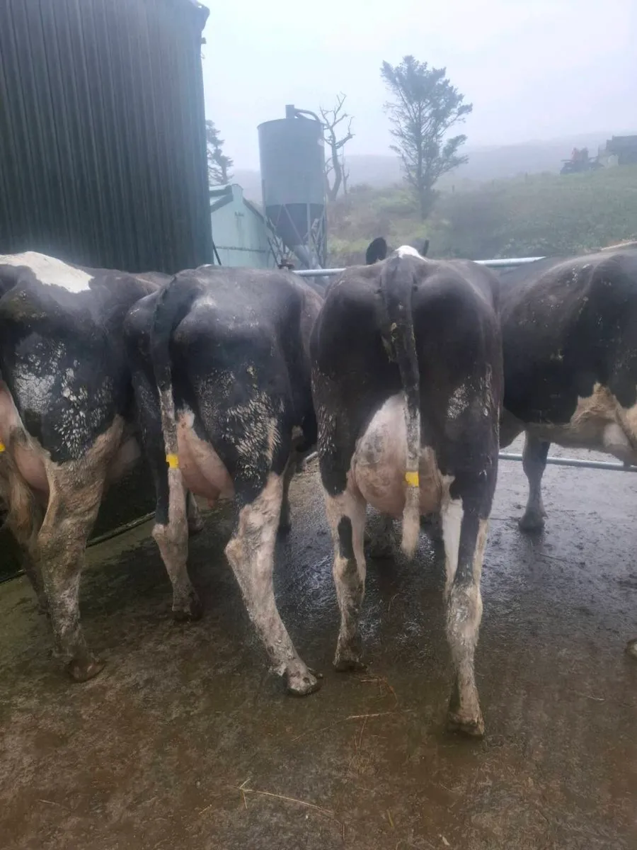 Calved Heifers - Image 2