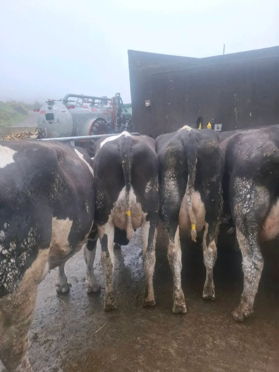 Calved Heifers - Image 3