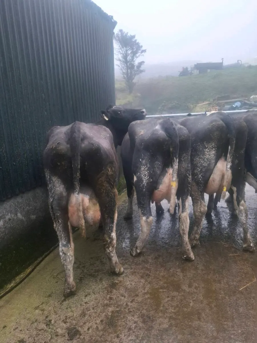 Calved Heifers - Image 4