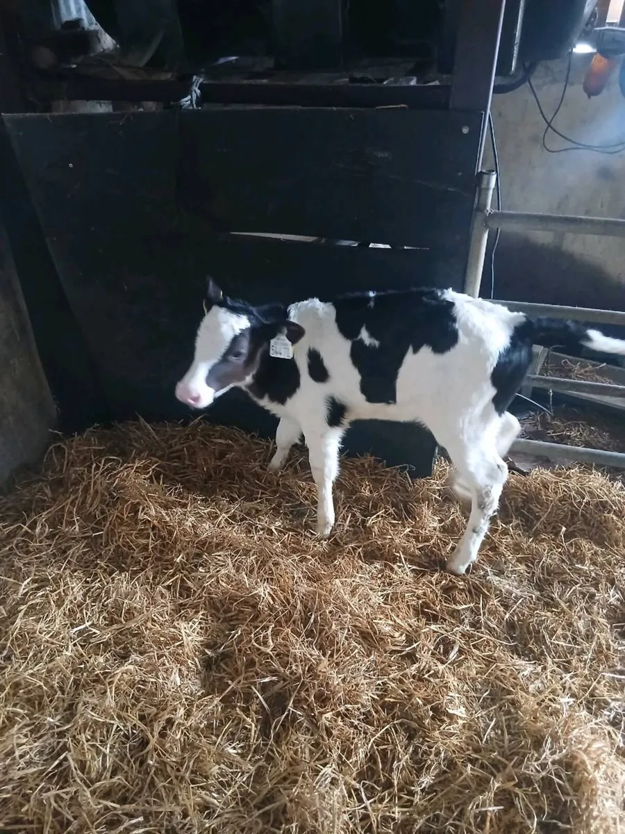 Fr helfers calf - Image 1