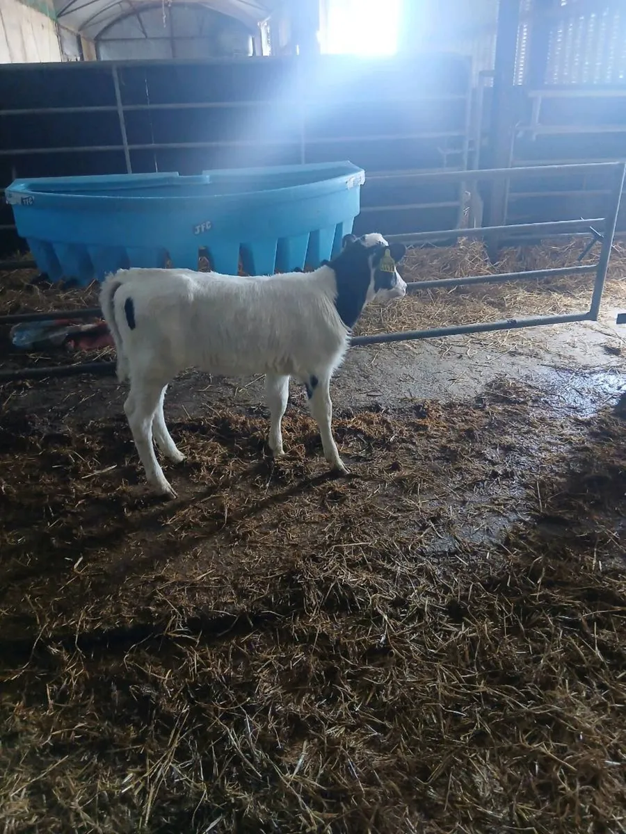 Fr helfers calf - Image 2