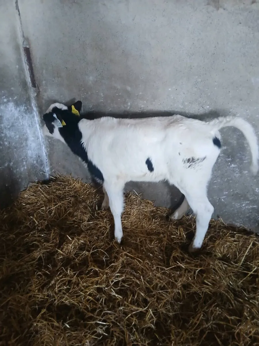 Fr helfers calf - Image 3