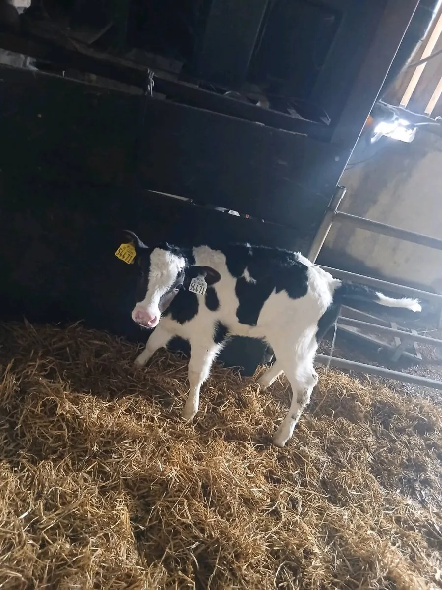 Fr helfers calf - Image 4