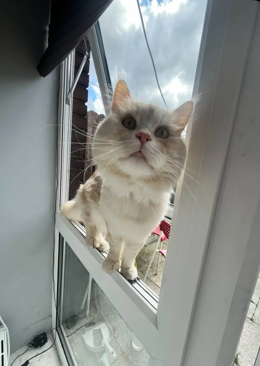 Maine coon - Image 2