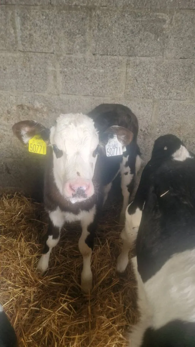 Freisan and Hereford calves - Image 1