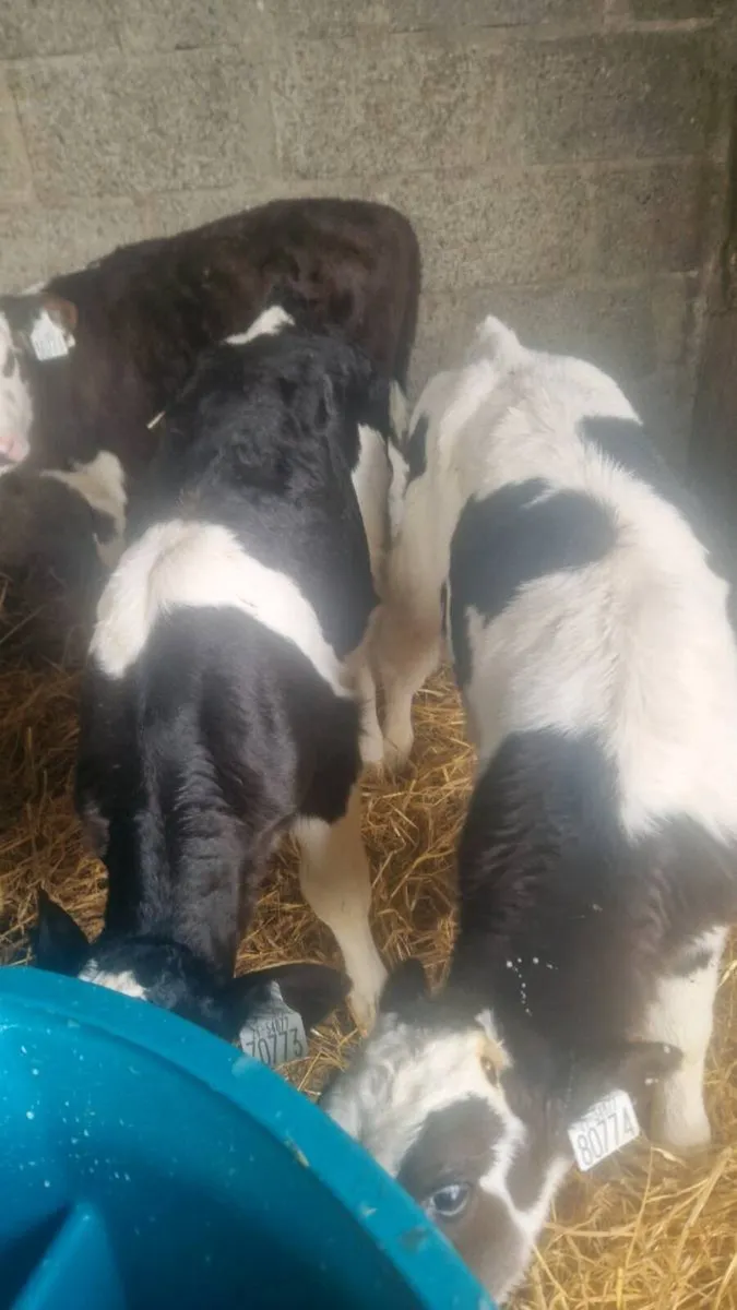 Freisan and Hereford calves - Image 2