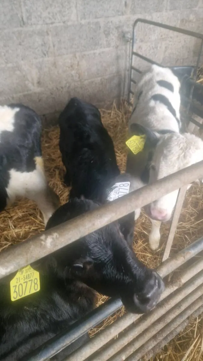 Freisan and Hereford calves - Image 4