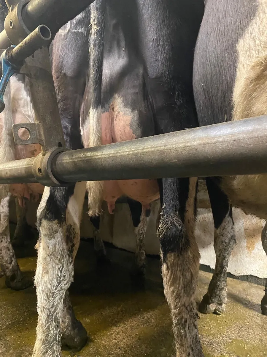 Spring Calved Heifers - Image 2