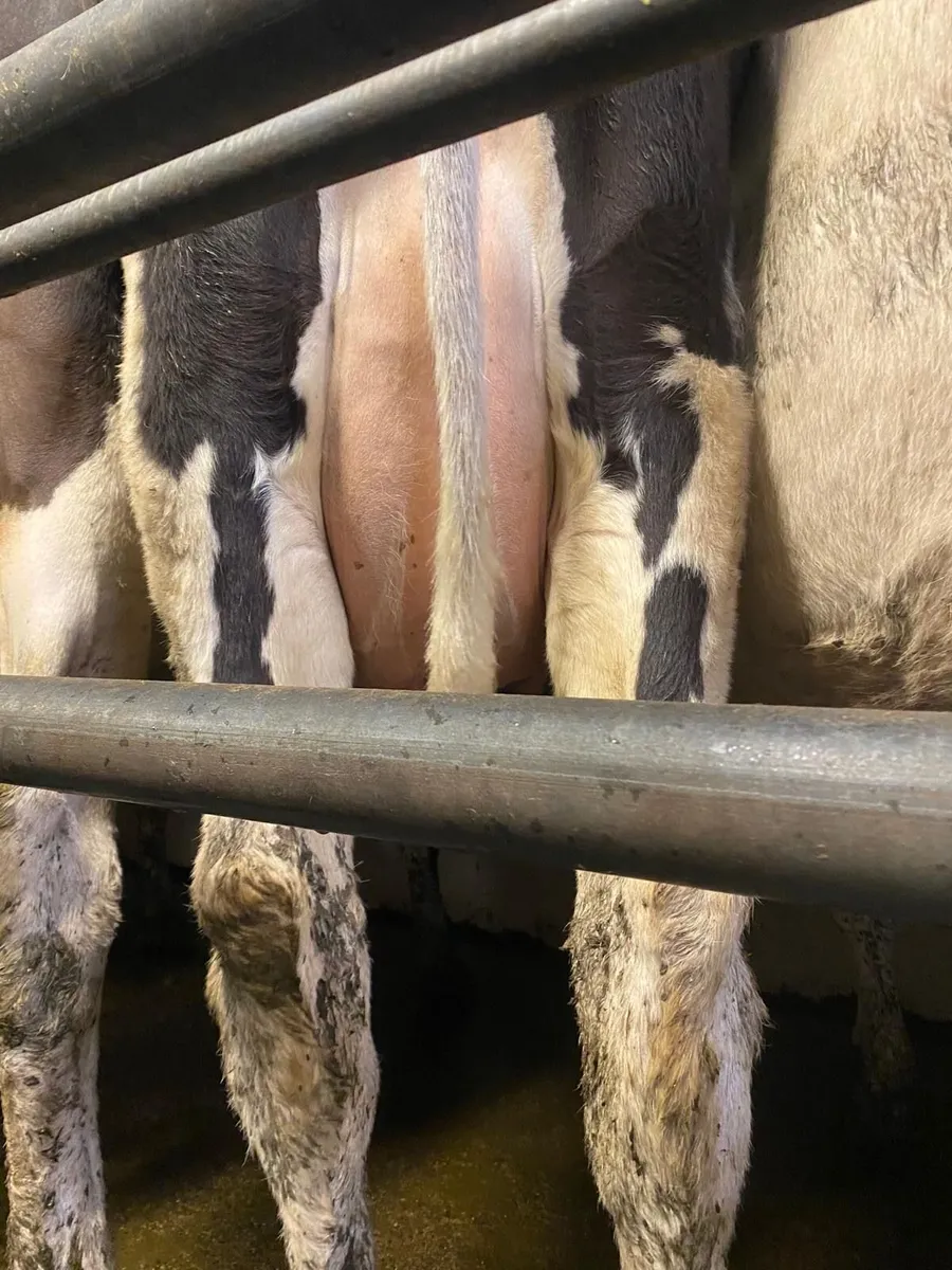 Spring Calved Heifers - Image 3