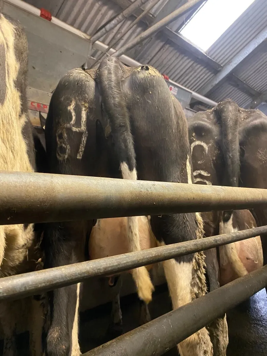 Spring Calved Heifers - Image 1