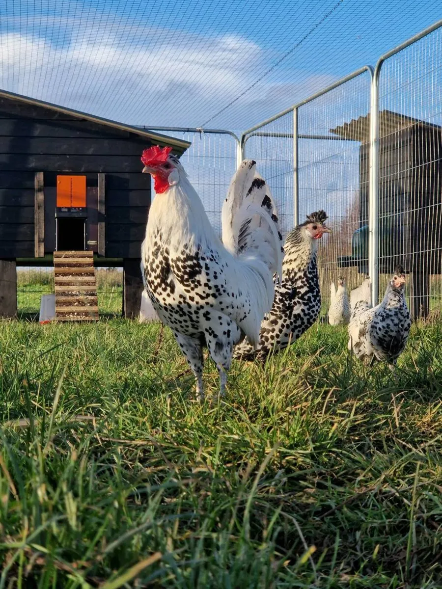 Hatching eggs,and dayolds - Image 1