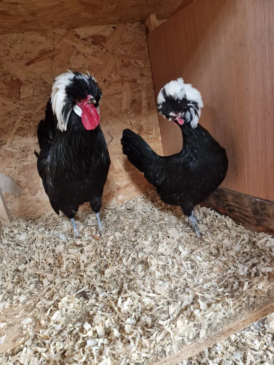 Hatching eggs,and dayolds - Image 4